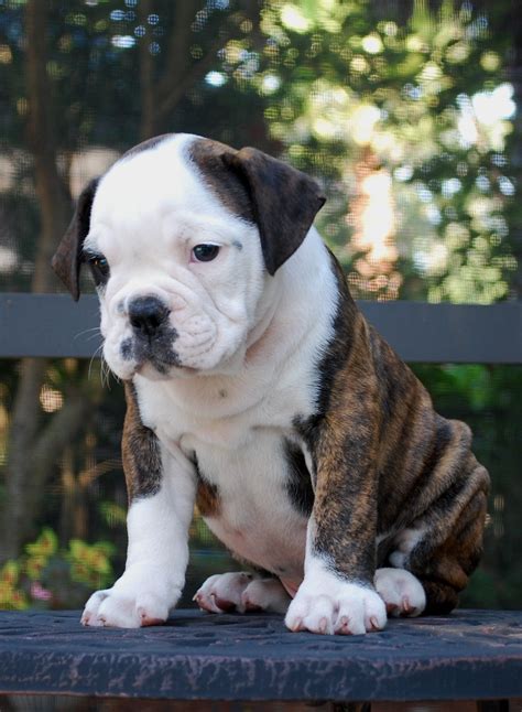 hermes bulldogges|best olde english bulldogge breeder.